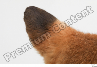 Fox  2 ear 0007.jpg